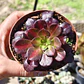 Aeonium Kilimanjaro - Miniatura 2