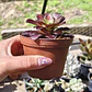 Aeonium Kilimanjaro - Miniatura 3