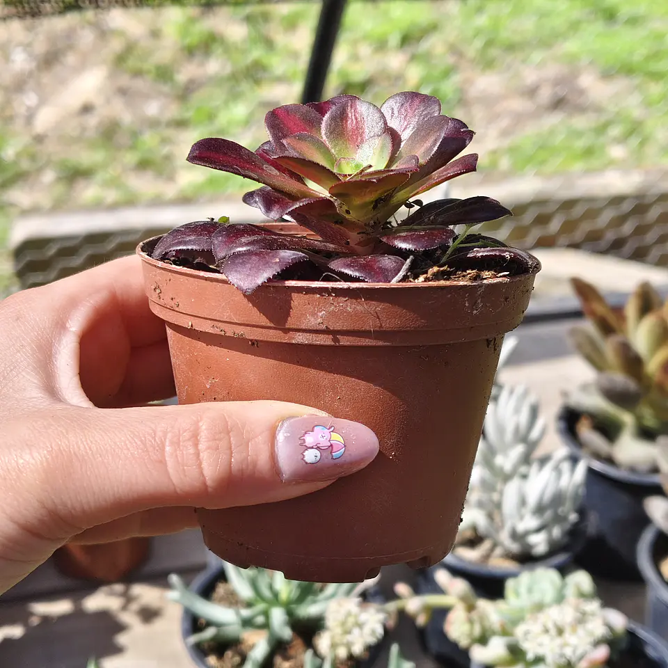 Aeonium Kilimanjaro 3