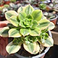 Aeonium Lemon Lime - Miniatura 1