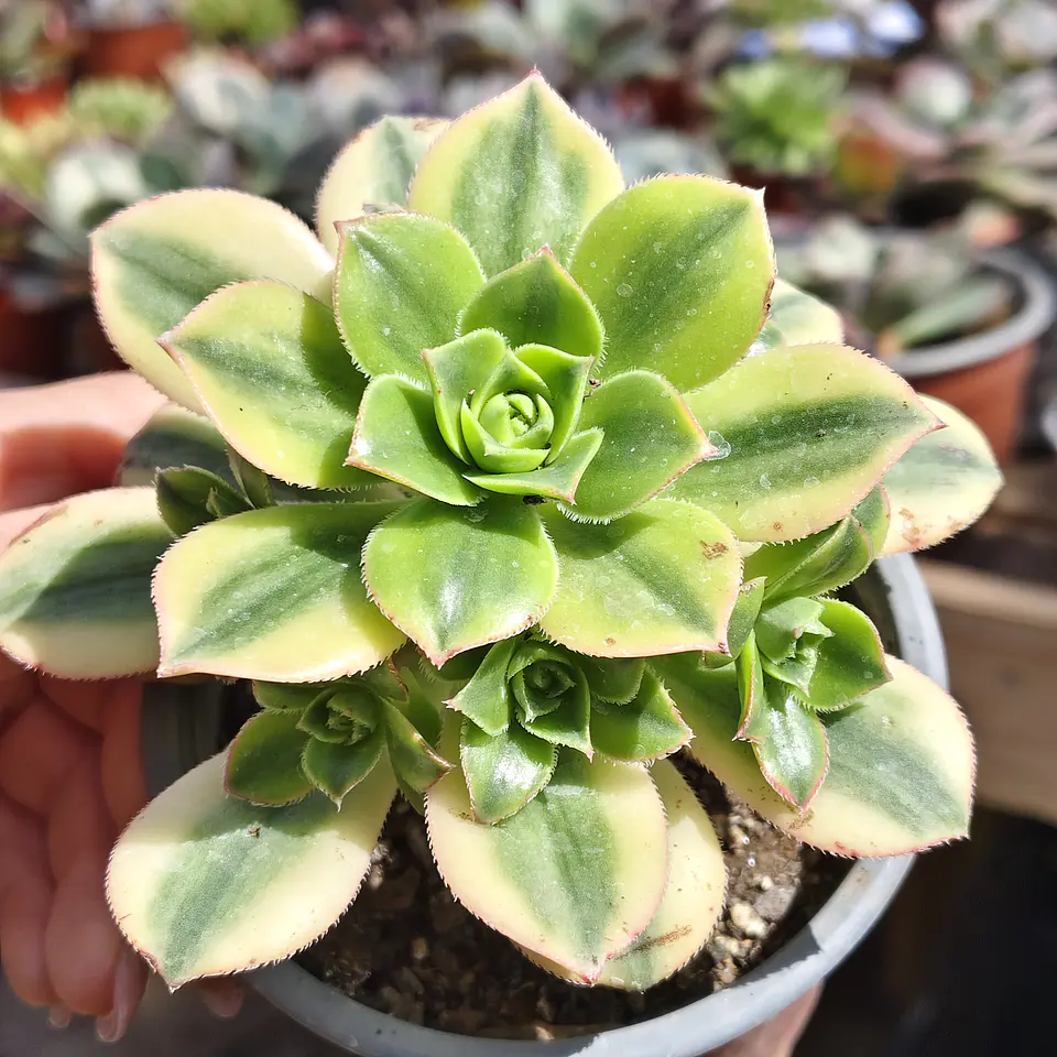 Aeonium Lemon Lime 1