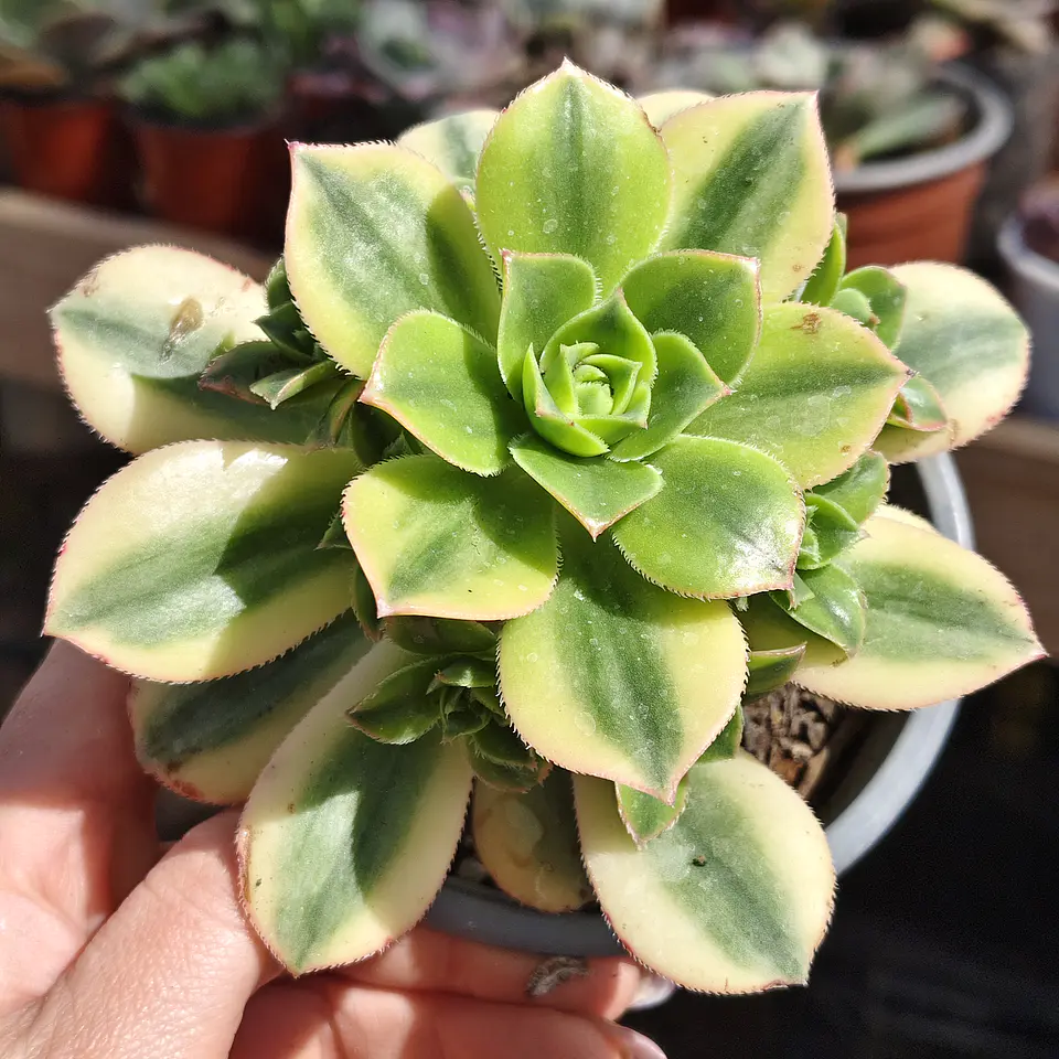 Aeonium Lemon Lime 2