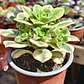 Aeonium Lemon Lime - Miniatura 4