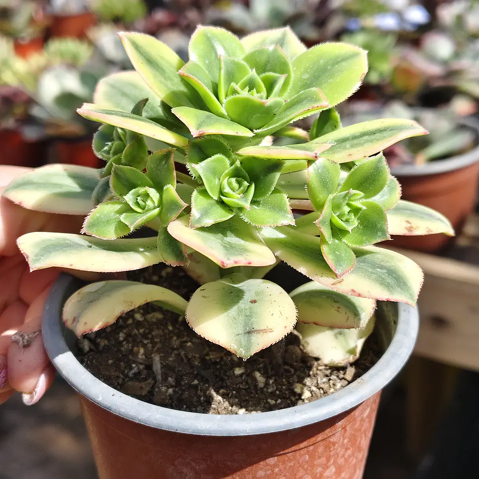 Aeonium Lemon Lime 4