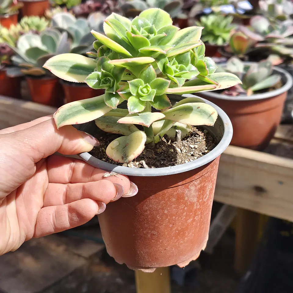 Aeonium Lemon Lime 3