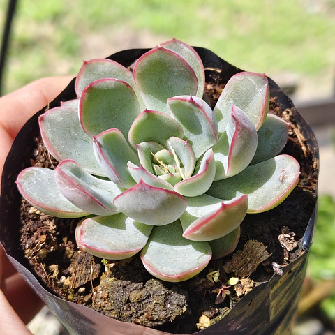 Echeveria Pink Line