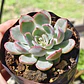 Echeveria Pink Line - Miniatura 1