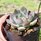 Echeveria Pink Line - Miniatura 3