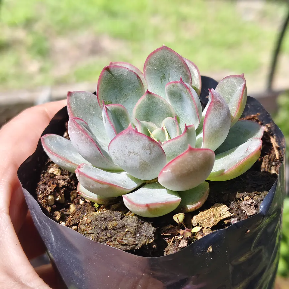 Echeveria Pink Line 3
