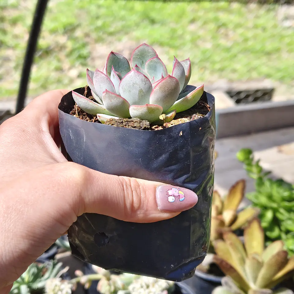 Echeveria Pink Line 4