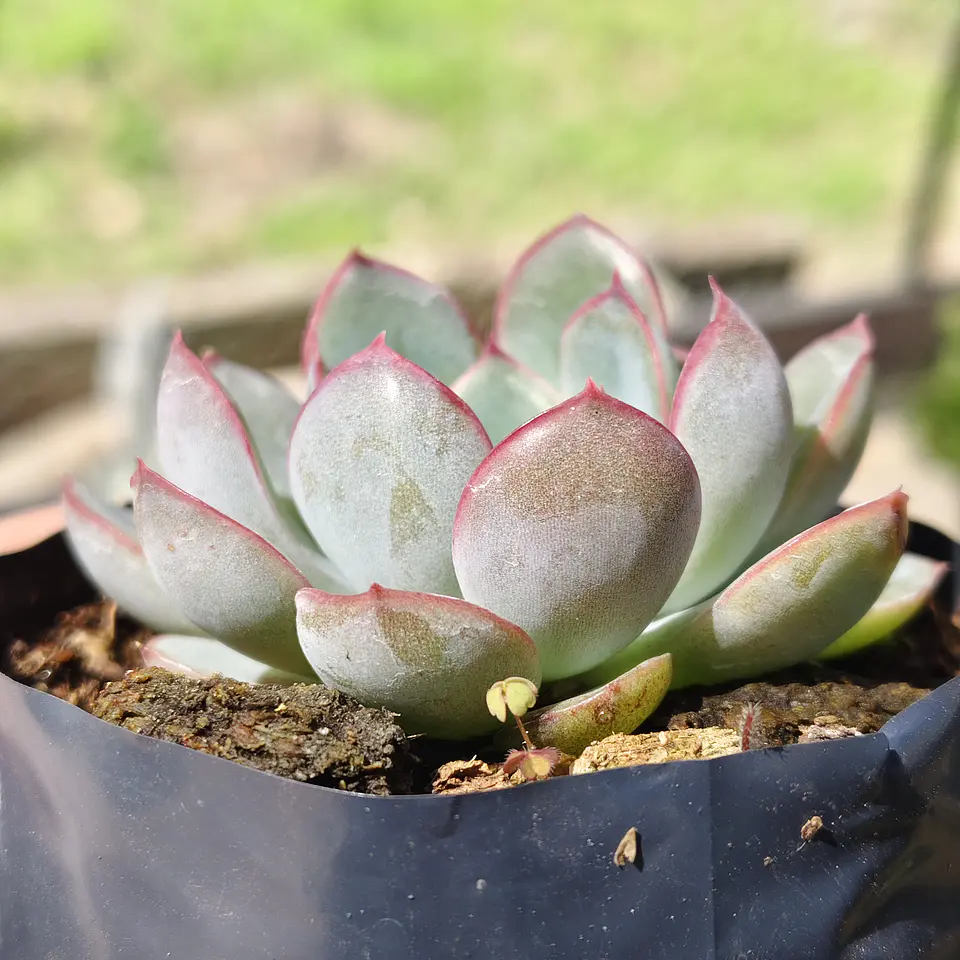 Echeveria Pink Line 5