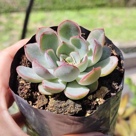 Echeveria Pink Line