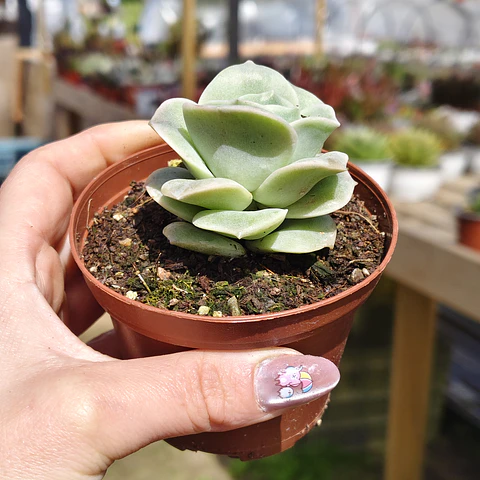 Graptoveria Lovely Rose 