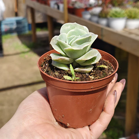 Graptoveria Lovely Rose 