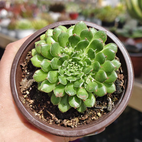 Graptoveria iona 