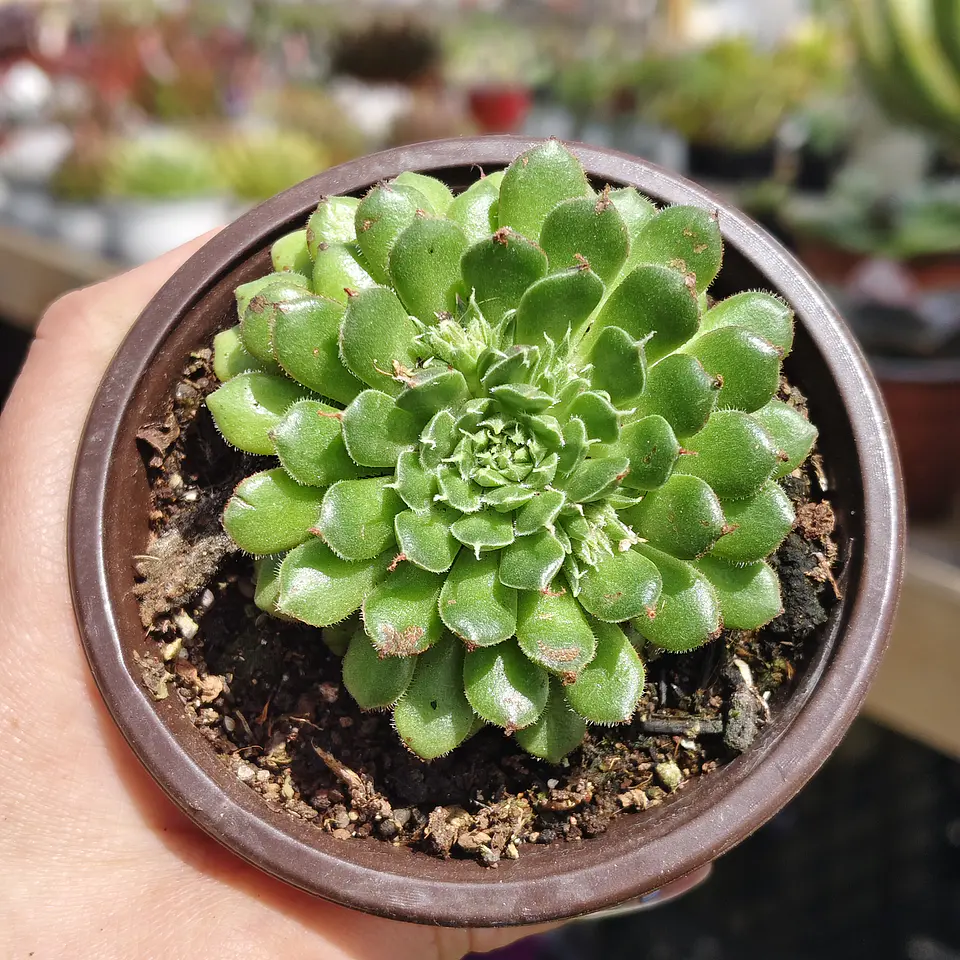 Graptoveria iona  1