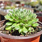 Graptoveria iona  - Miniatura 3