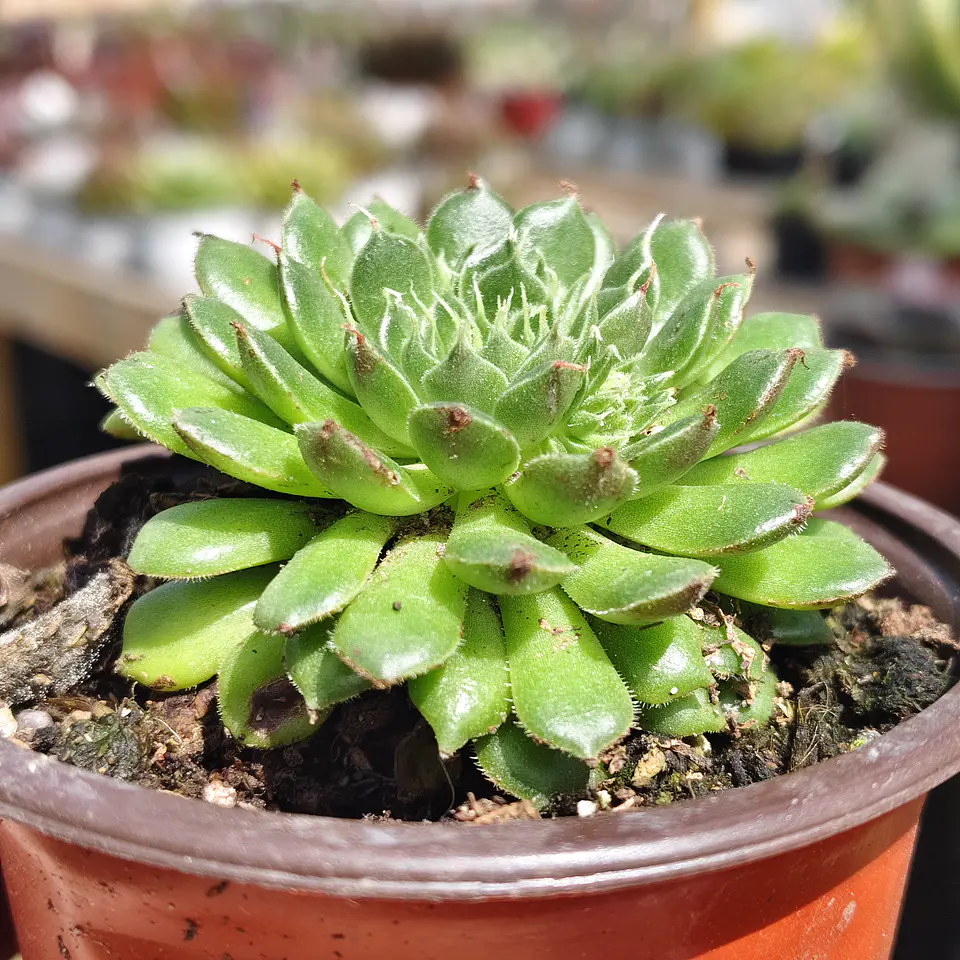 Graptoveria iona  3