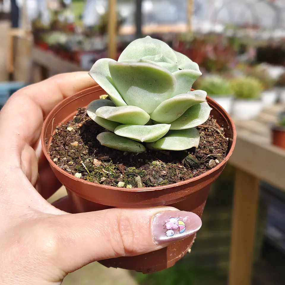 Graptoveria iona  4