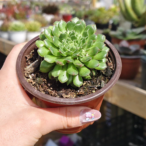 Graptoveria iona 