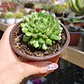 Graptoveria iona  - Miniatura 2