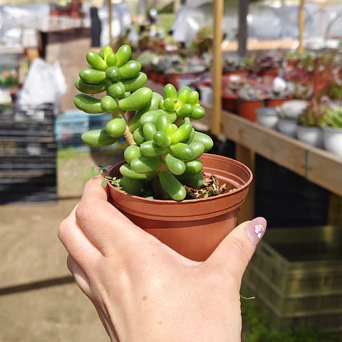Sedum Hernandezii