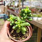 Sedum Hernandezii - Miniatura 3