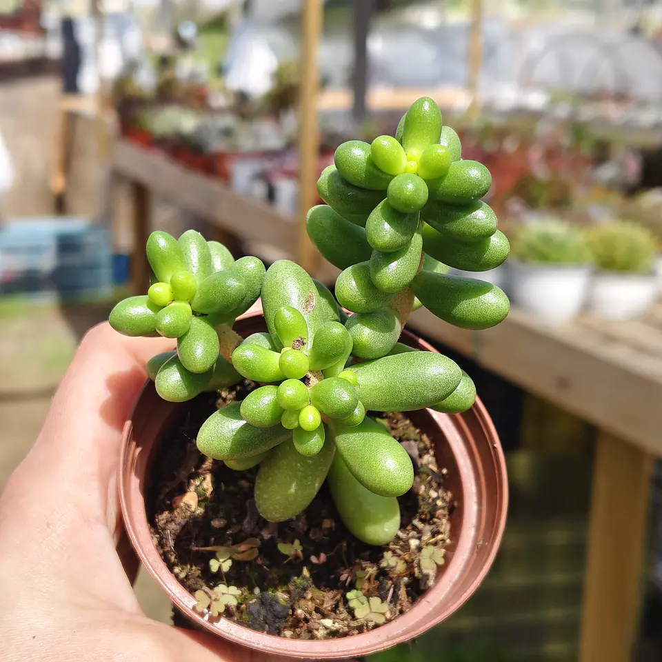 Sedum Hernandezii 3