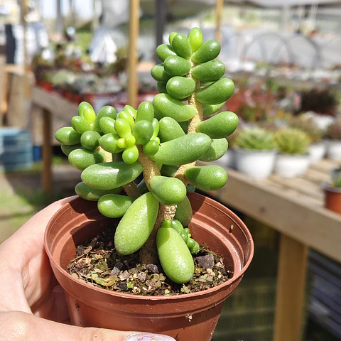 Sedum Hernandezii
