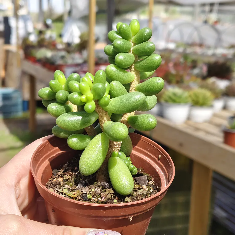 Sedum Hernandezii 1