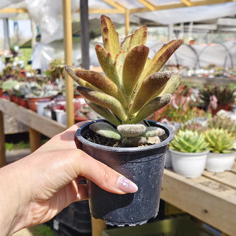 Kalanchoe "Teddy Bear" 