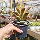 Kalanchoe 