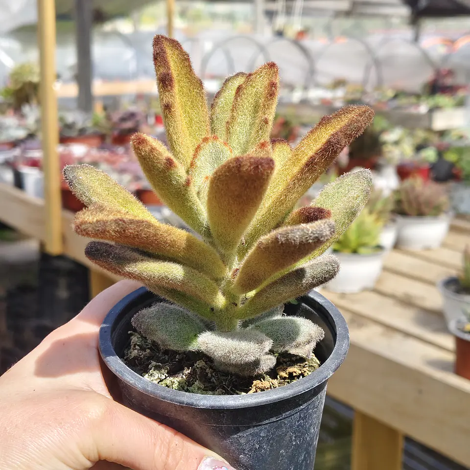 Kalanchoe 