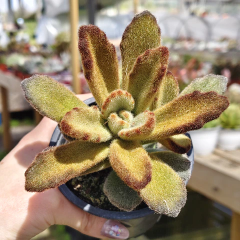 Kalanchoe "Teddy Bear" 