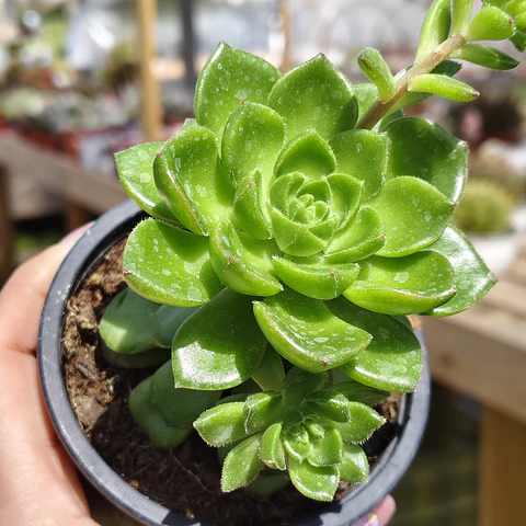 Sedeveria Letizia