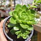 Sedeveria Letizia - Miniatura 1