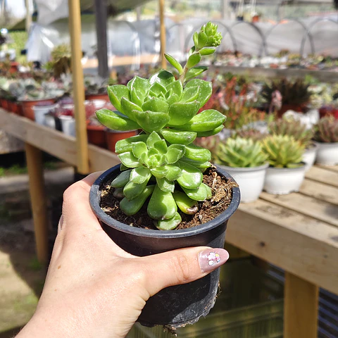 Sedeveria Letizia