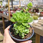 Sedeveria Letizia - Miniatura 3