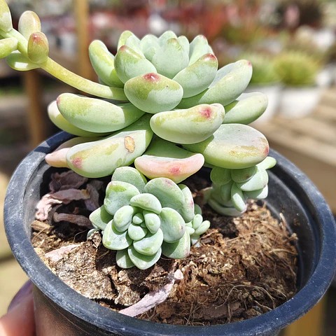 Sedum Clavatum