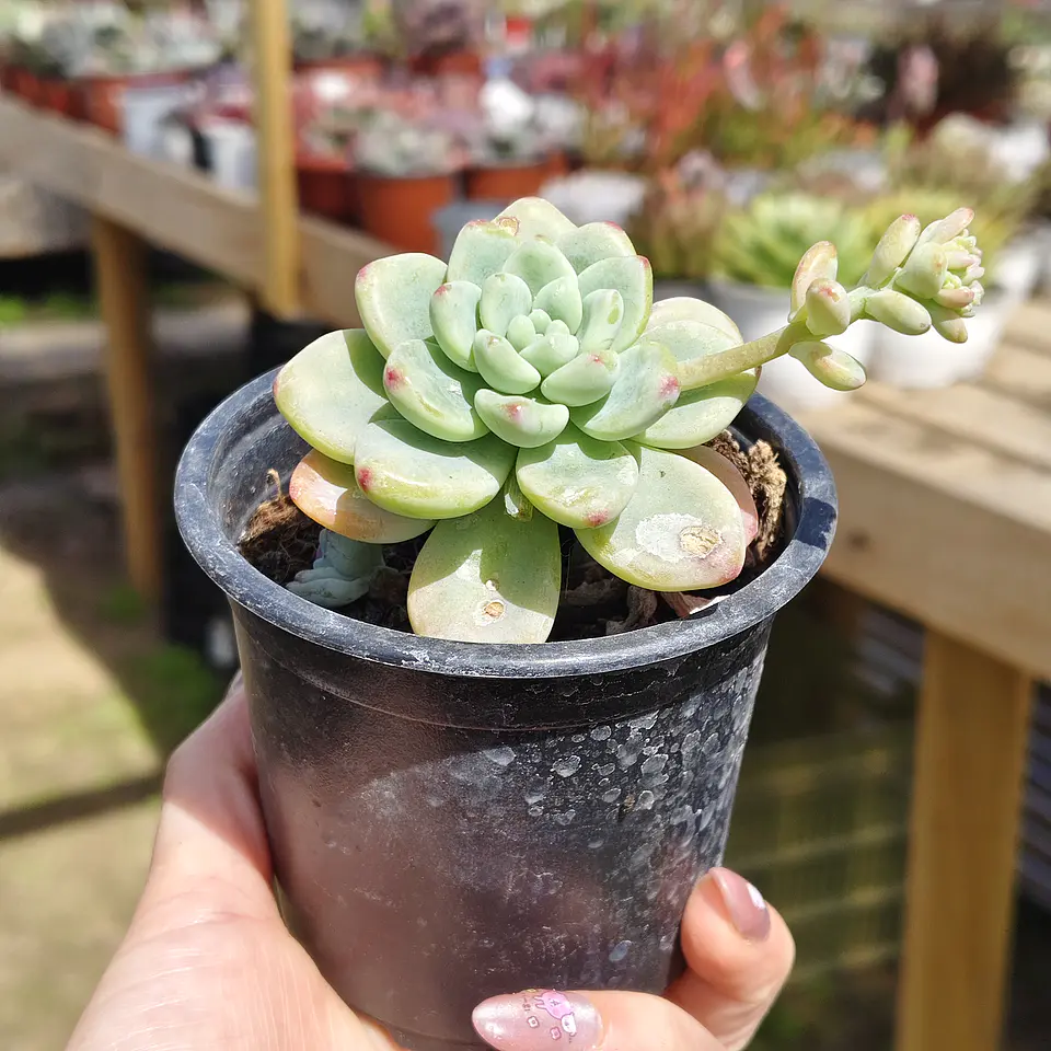 Sedum Clavatum 3