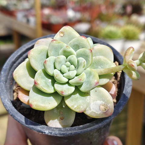 Sedum Clavatum