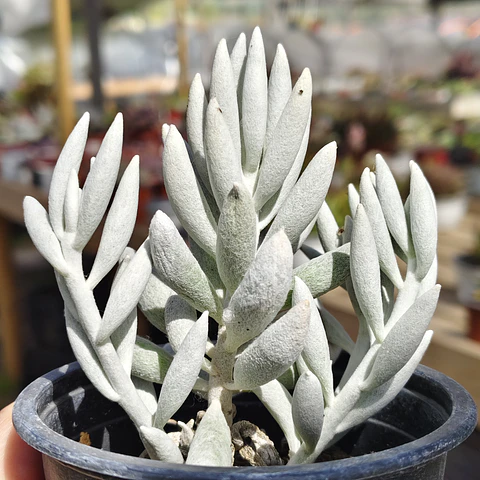 Senecio Haworthii