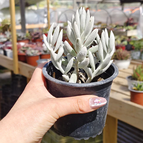 Senecio Haworthii