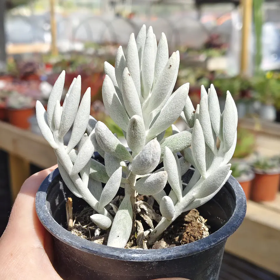 Senecio Haworthii 3