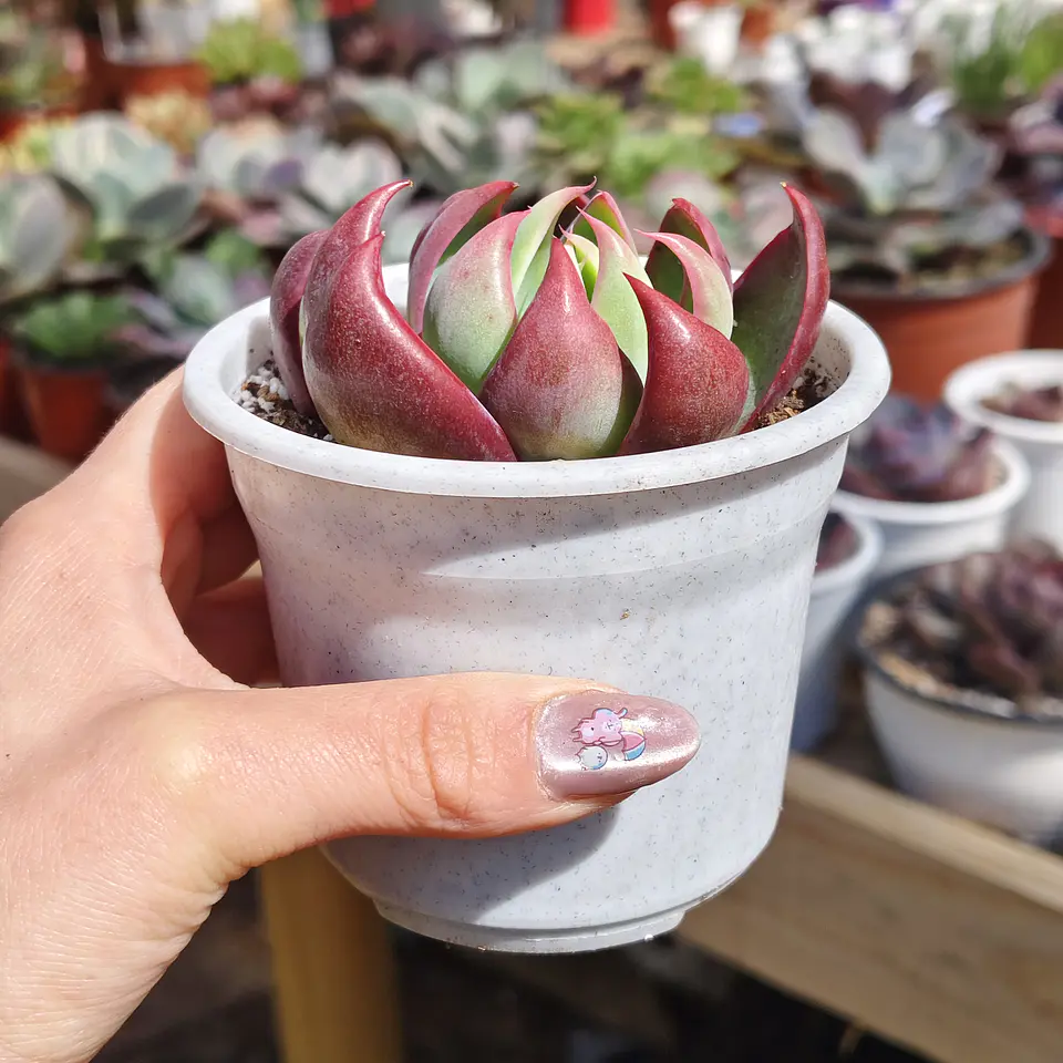 Echeveria Casio  2