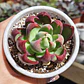 Echeveria Casio  - Miniatura 1