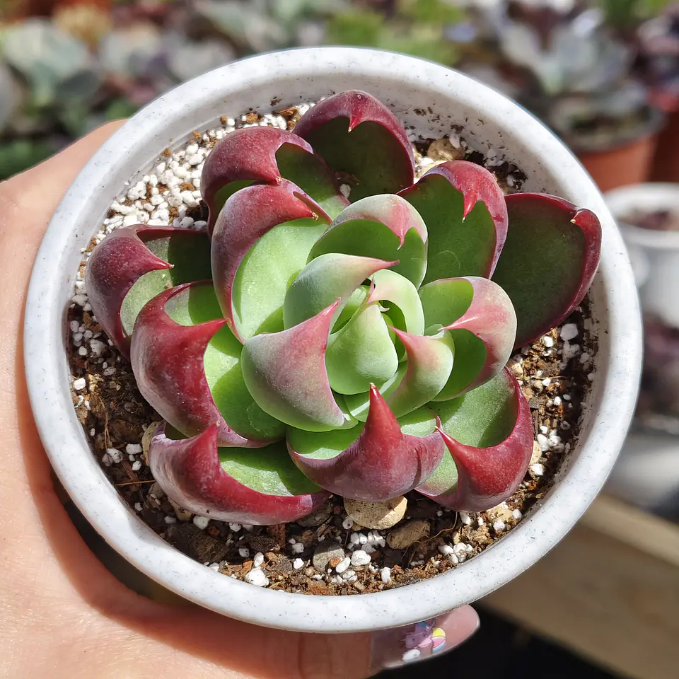 Echeveria Casio  1