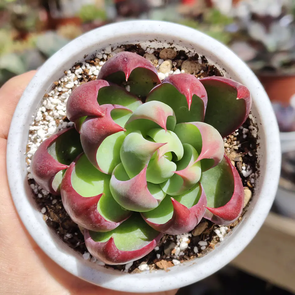 Echeveria Casio  3