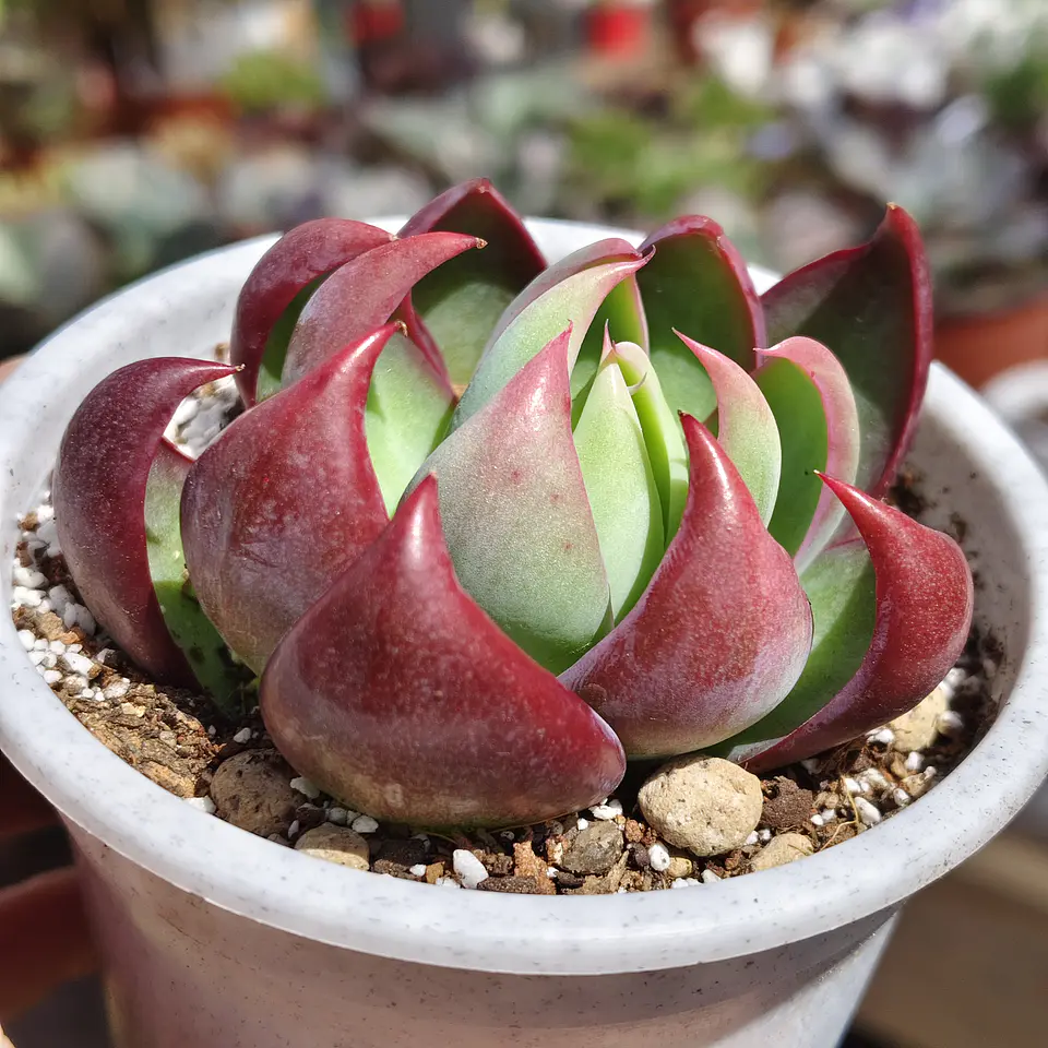 Echeveria Casio  4