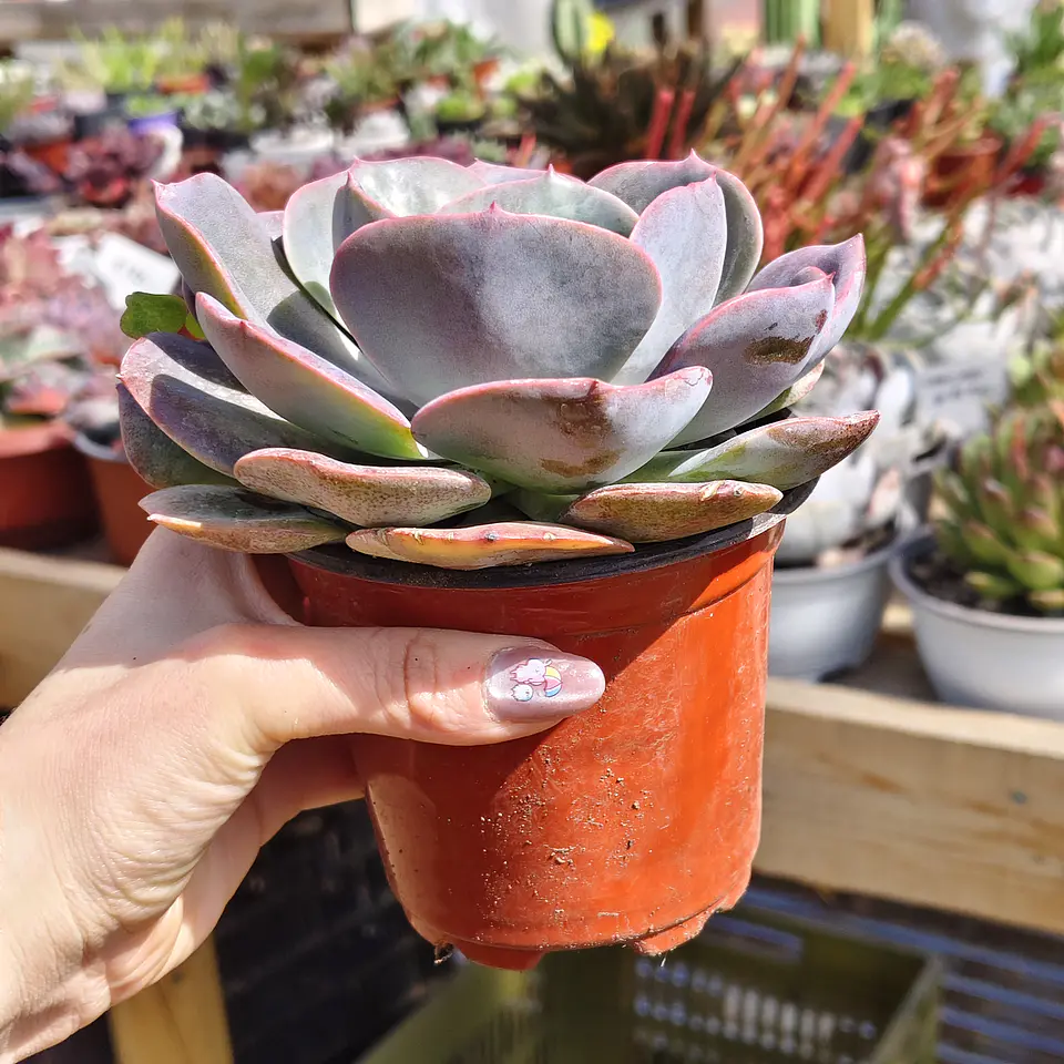 Echeveria Dusty Rose 3